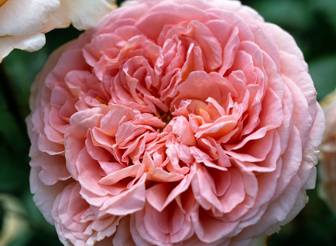 Rosa 'Abraham Darby' - Englische Rose