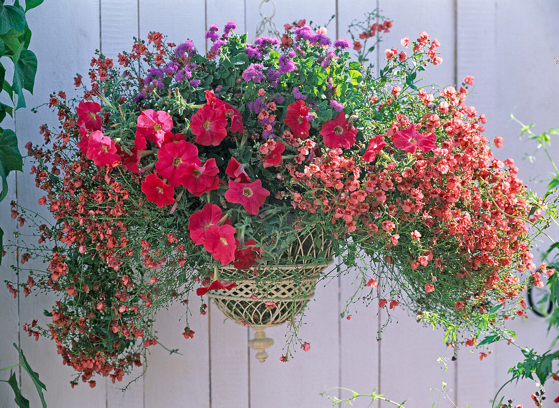 Diascia barbarae 'Flying Colors Apricot Diastina', Petunia