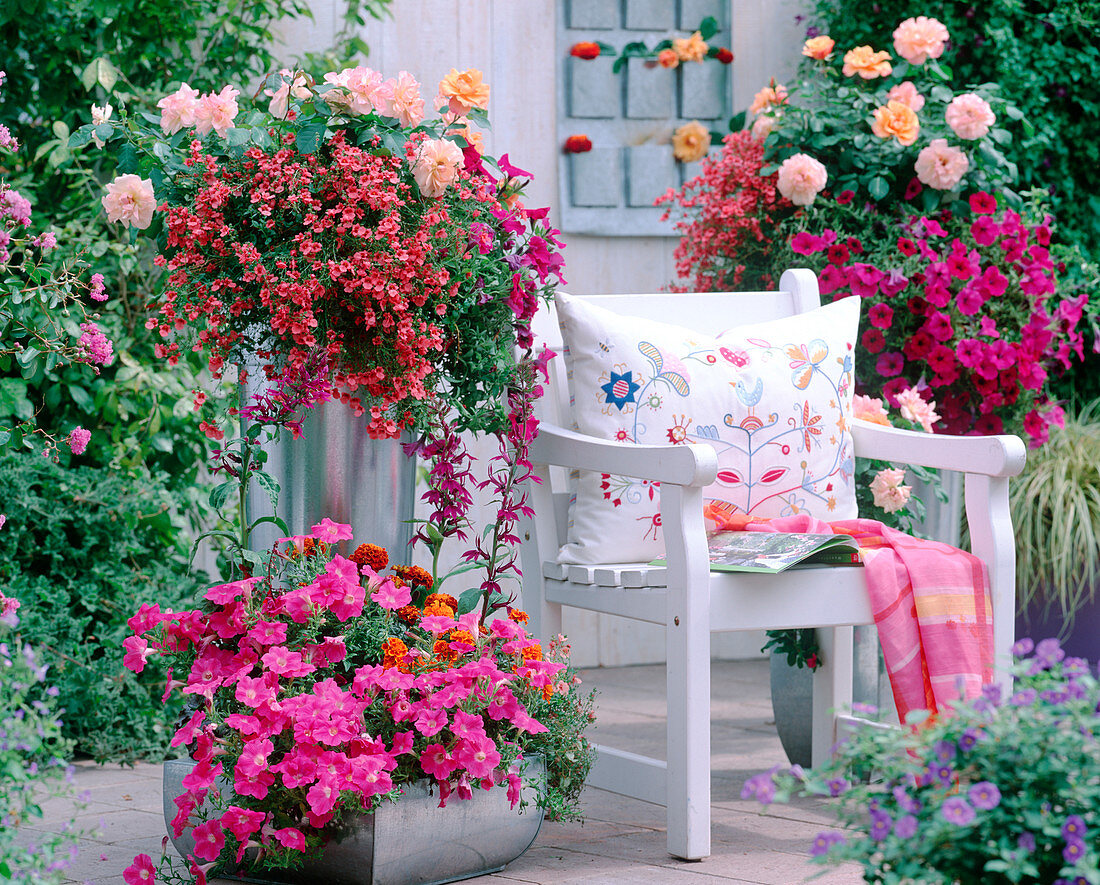 Rose 'Tequila', Diascia Barbarae Aprictor 'Diastina', Petunia