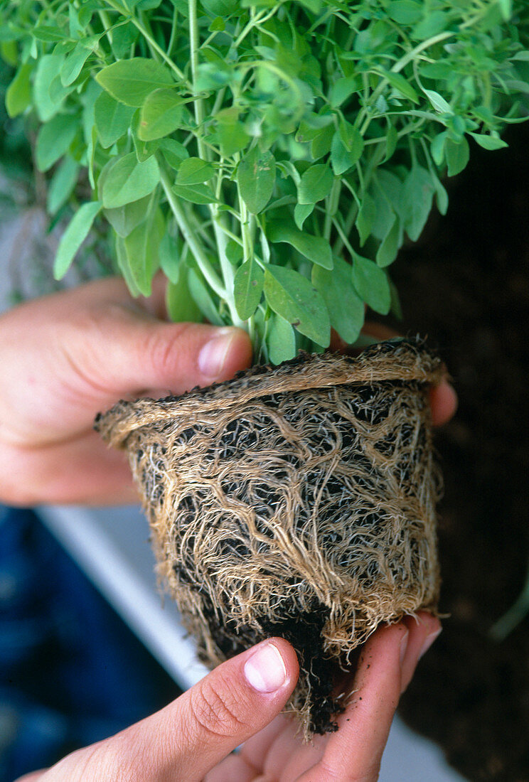 Planting herbs in a water storage box (3/6)