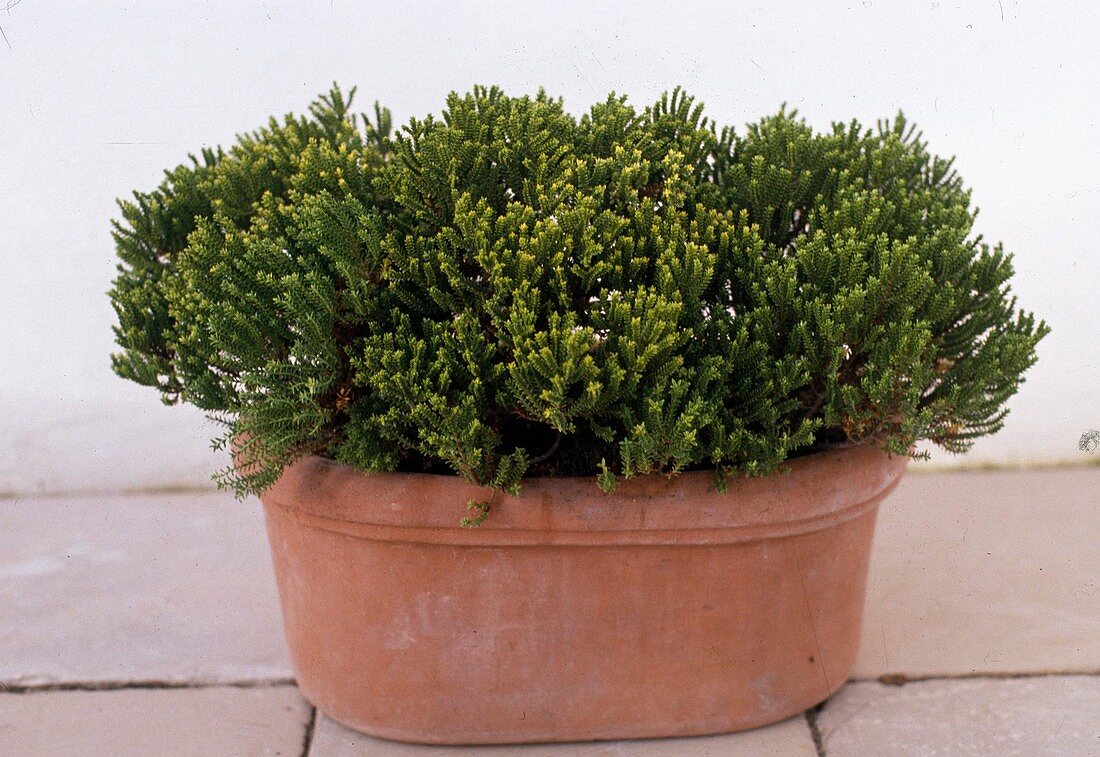 Hebe 'Green Globe' in terracotta auf Terrasse