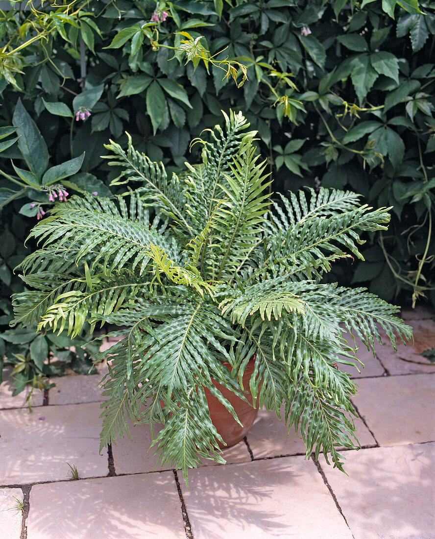 Blechnum Gibbum