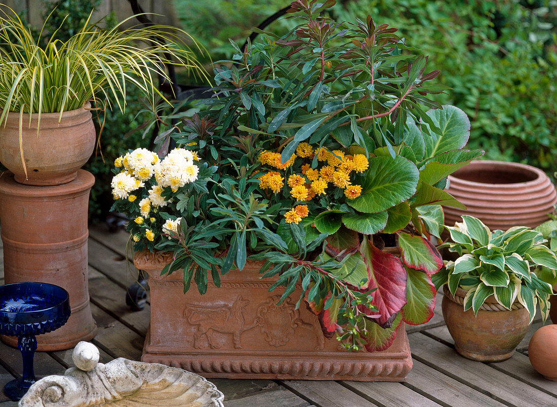 Herbstzauber': Euphorbia, Argyranthemum