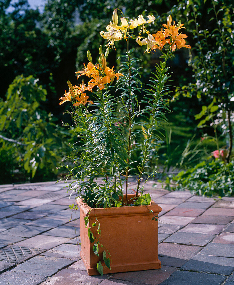 Lilien in Terracotta