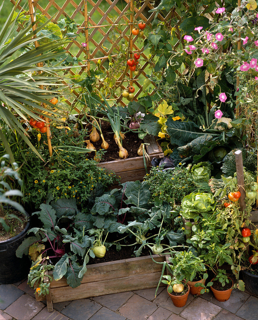 Vegetables on balcony