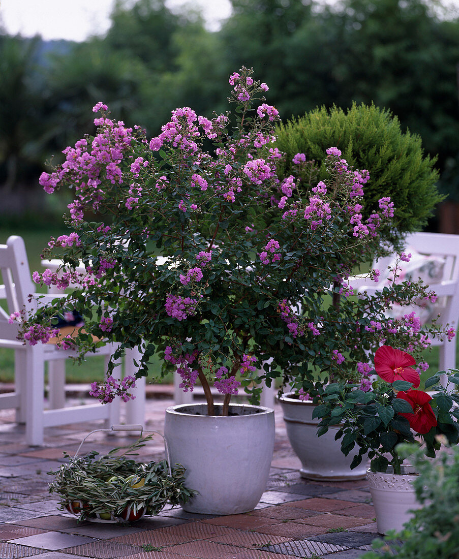 Lagerstroemia indica (Kräuselmyrte)