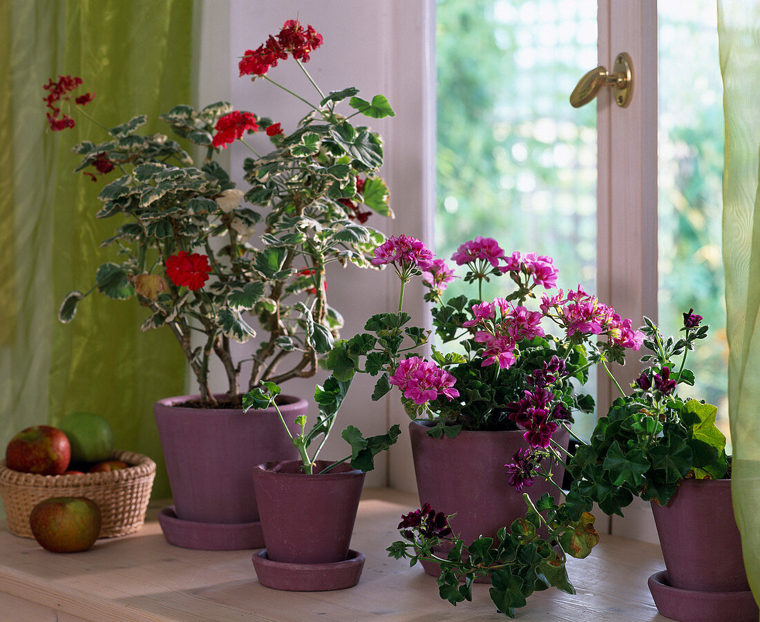 Pelargonium hybrids (geranium plants)
