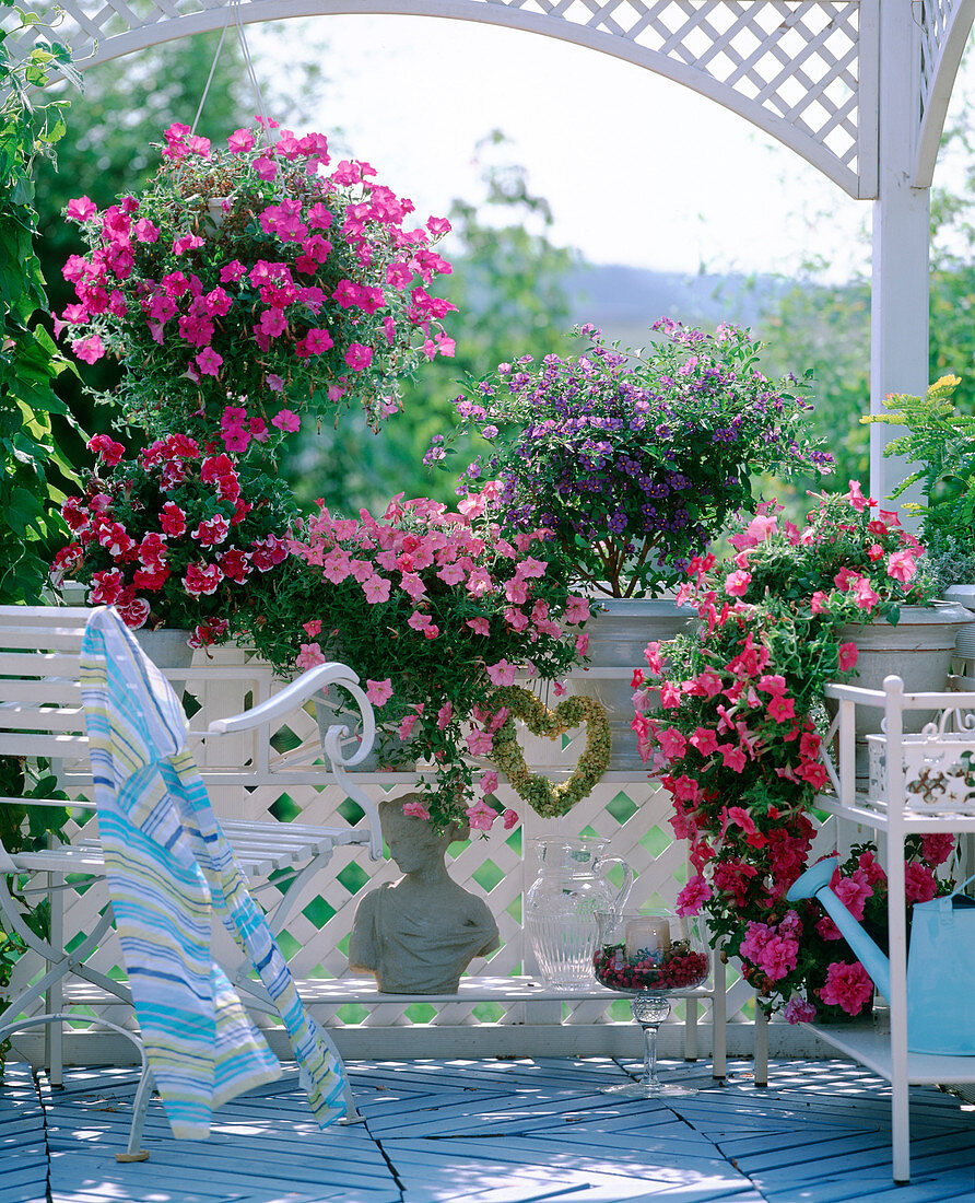 Flower benches with Petunia 'Double Pirouette'