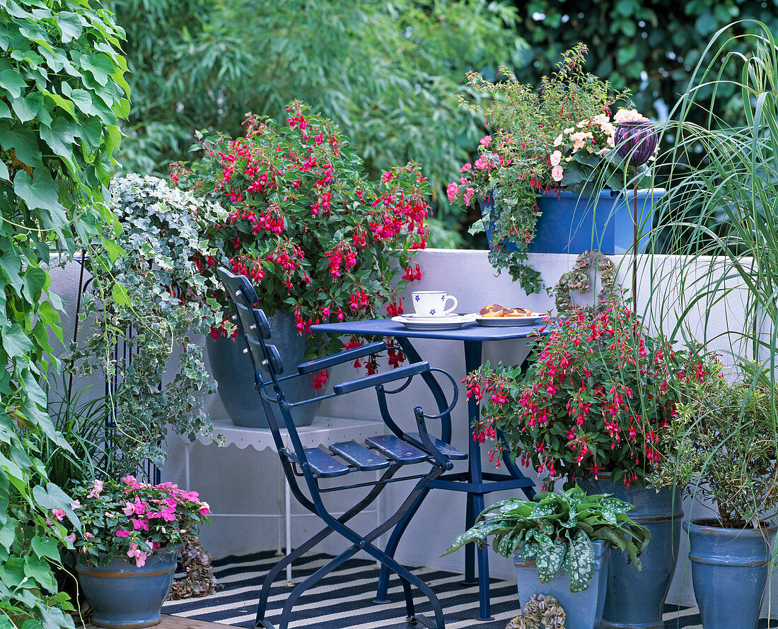 Fuchsia hybrid (Fuchsia), Hedera (Ivy)