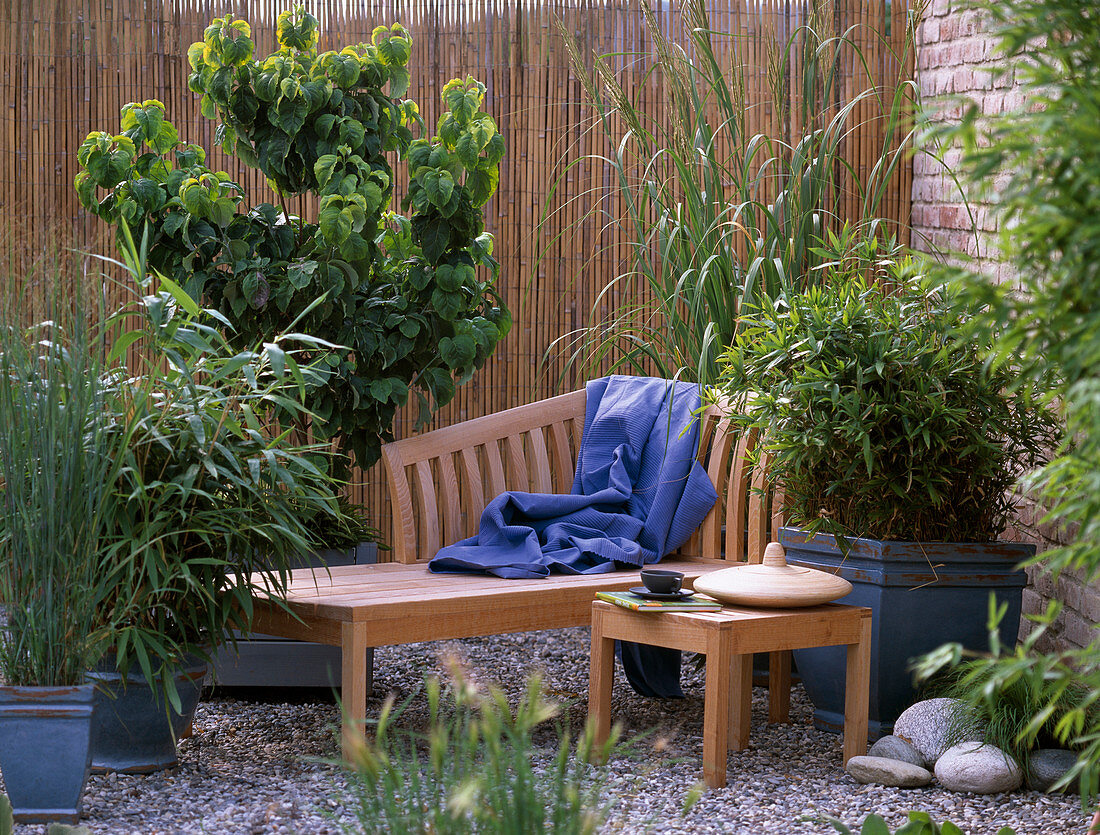 Patio with Japanese flair-panicum virgatum, Bambusa 'Metake', Cornus florida