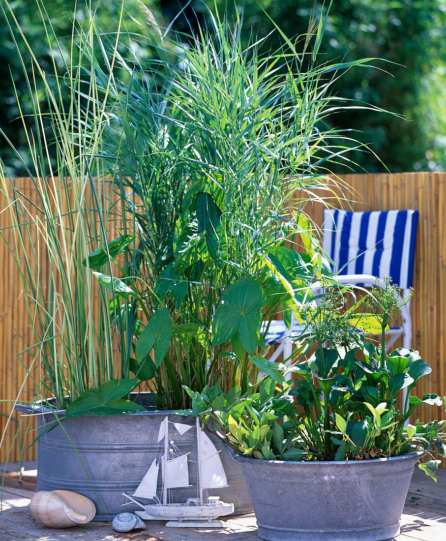 Scirpus lacustris 'Albescens'