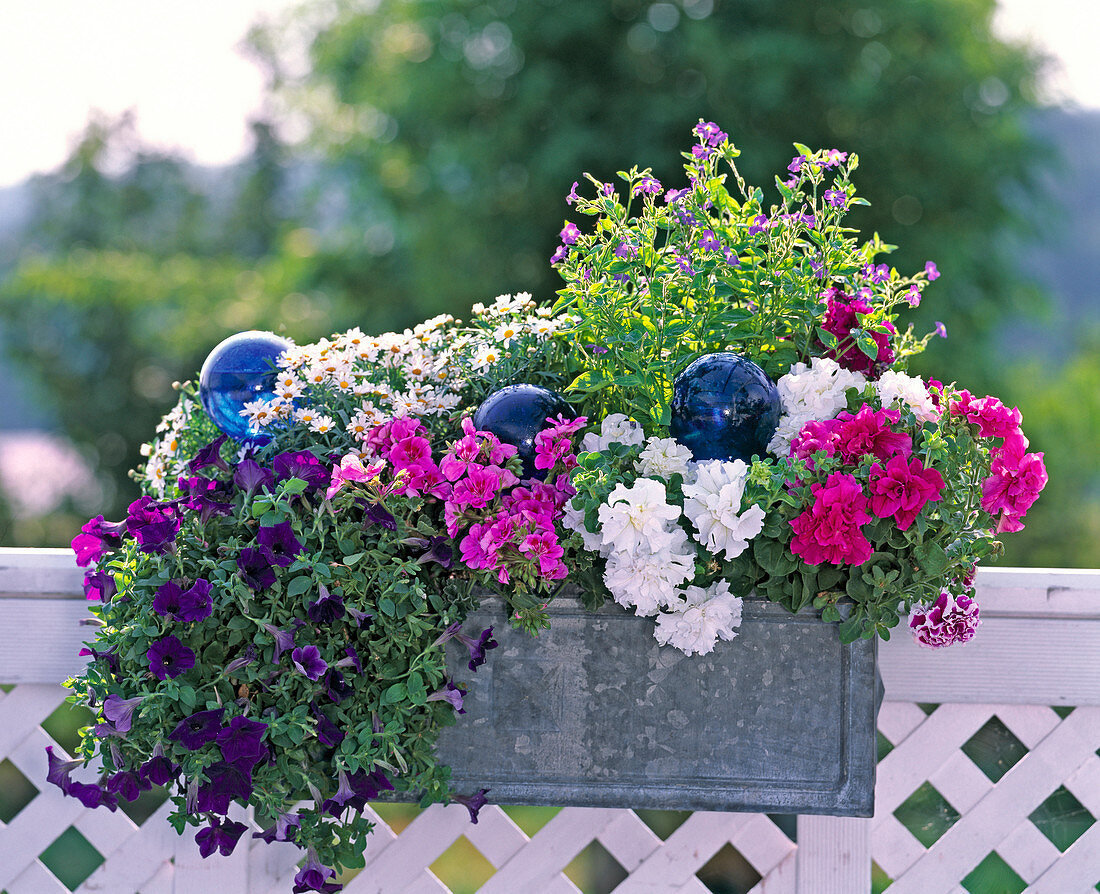 Petunia x atkinsiana 'Blue Wave'