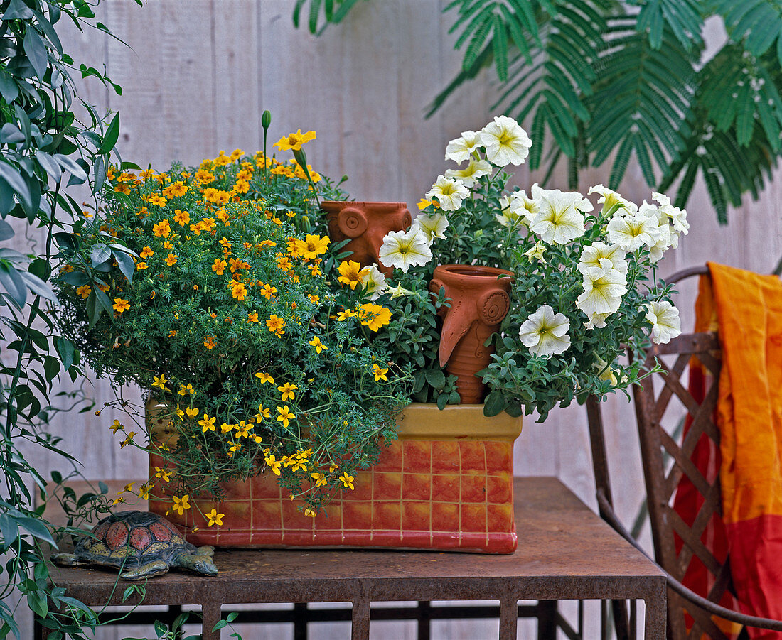 Box with Tagetes tenuifolia (marigold)