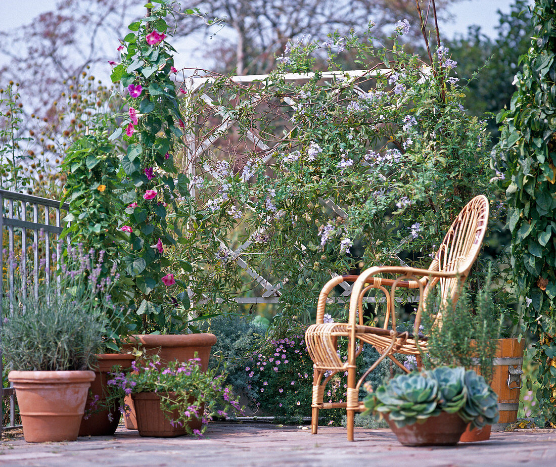 Lavendel, Winde, THUNBERGIA, Passiflora, SOLANUM