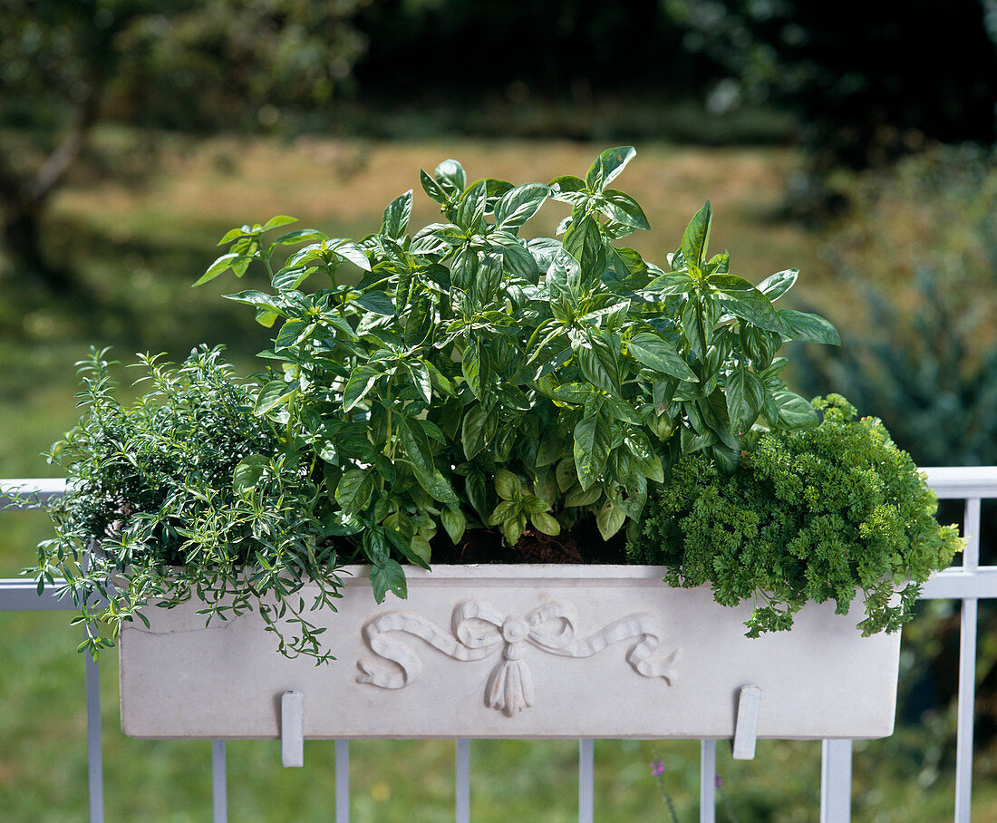 Balcony box with mountain savory