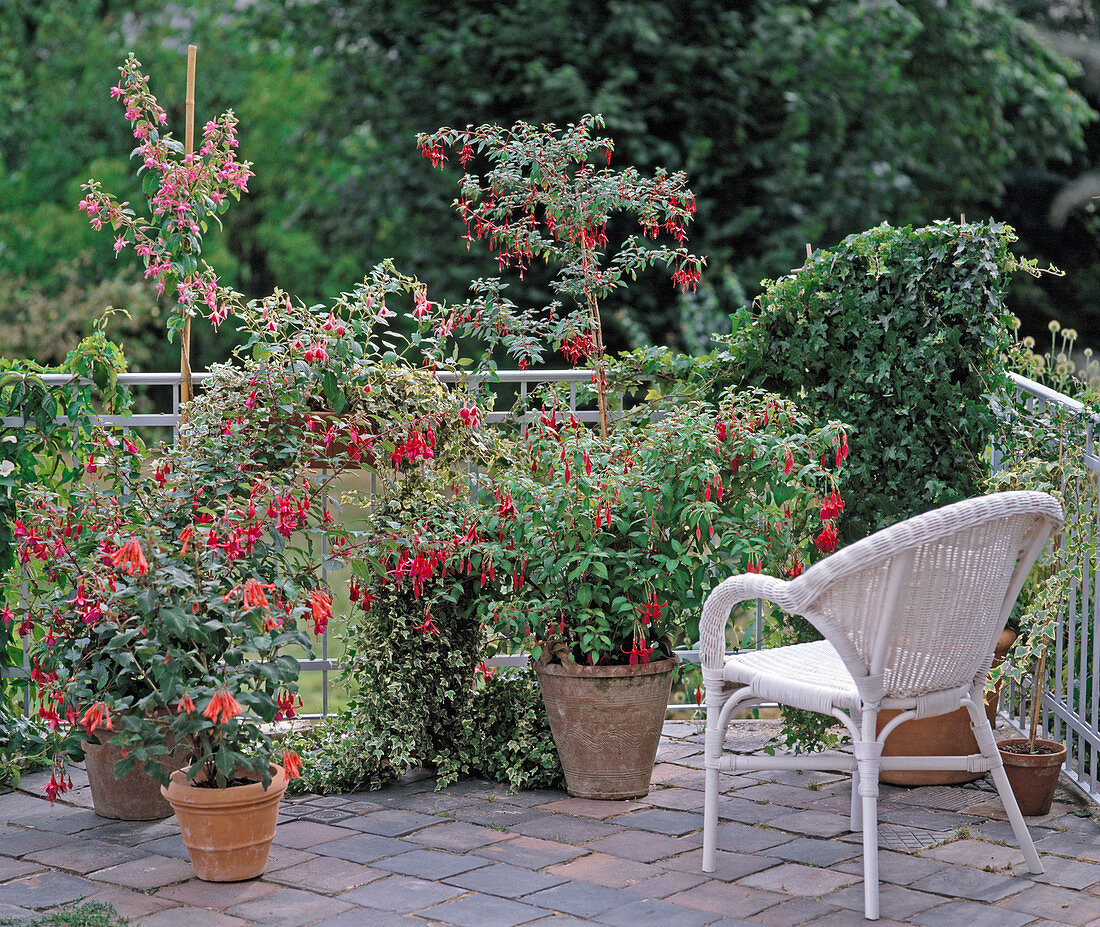 Fuchsias on the balcony