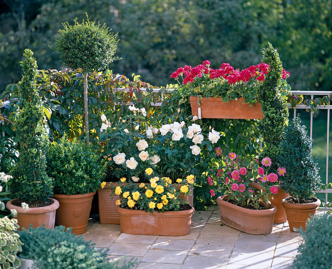 Boxwood, roses, geraniums, summer aster