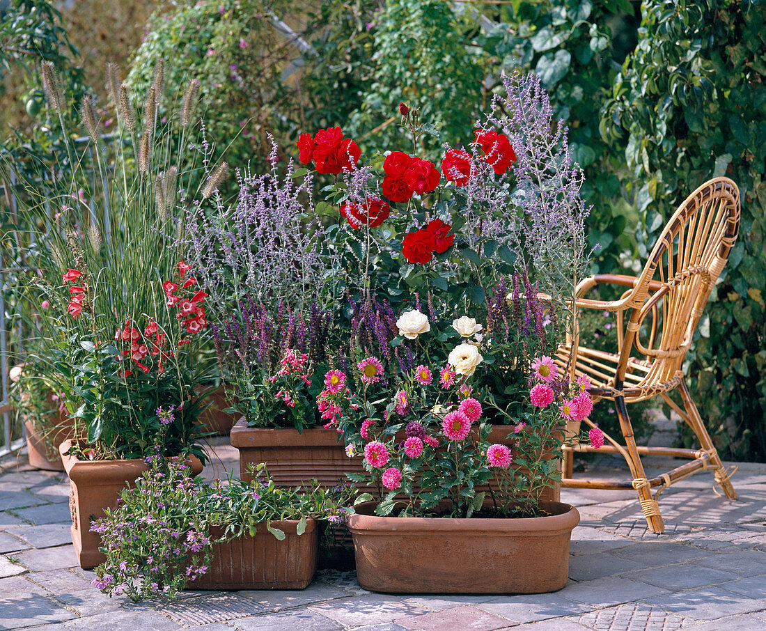 Arrangement mit Rosen und Stauden