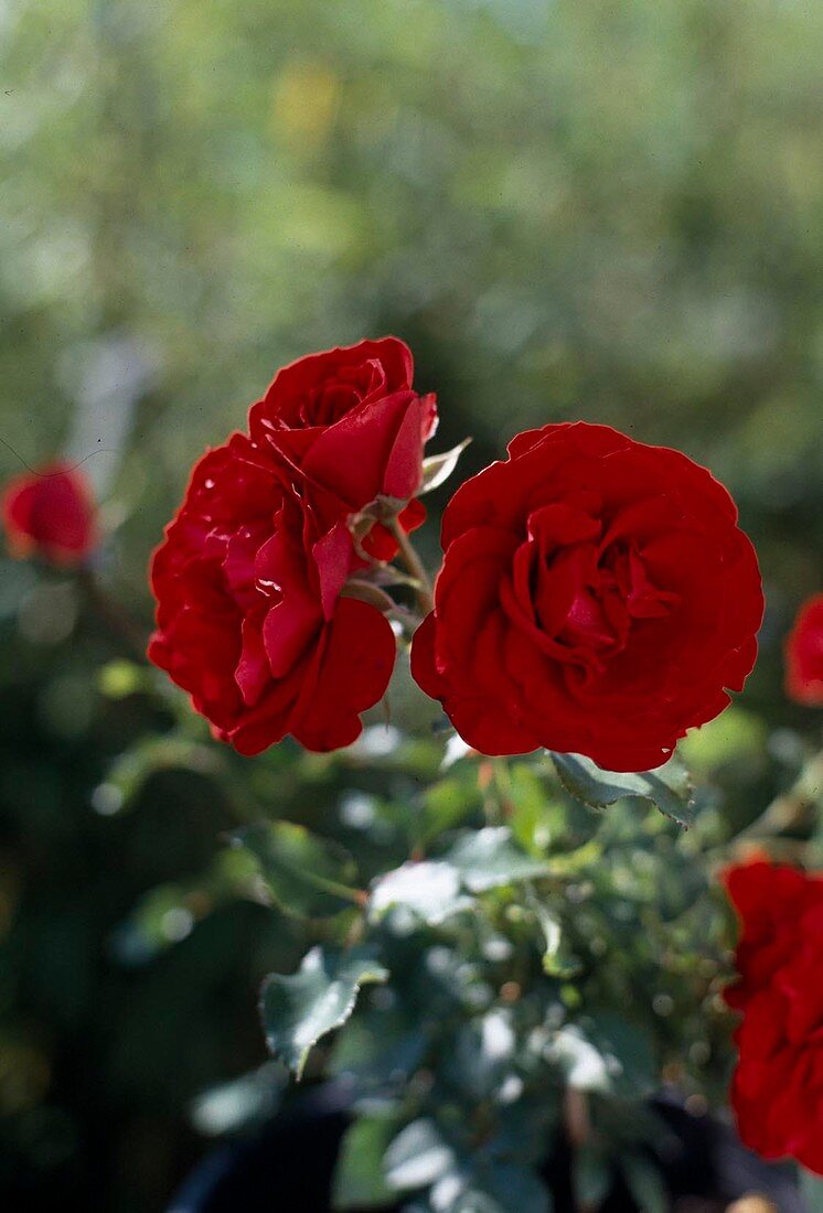 Floribunda rose 'Heinzelmännchen'