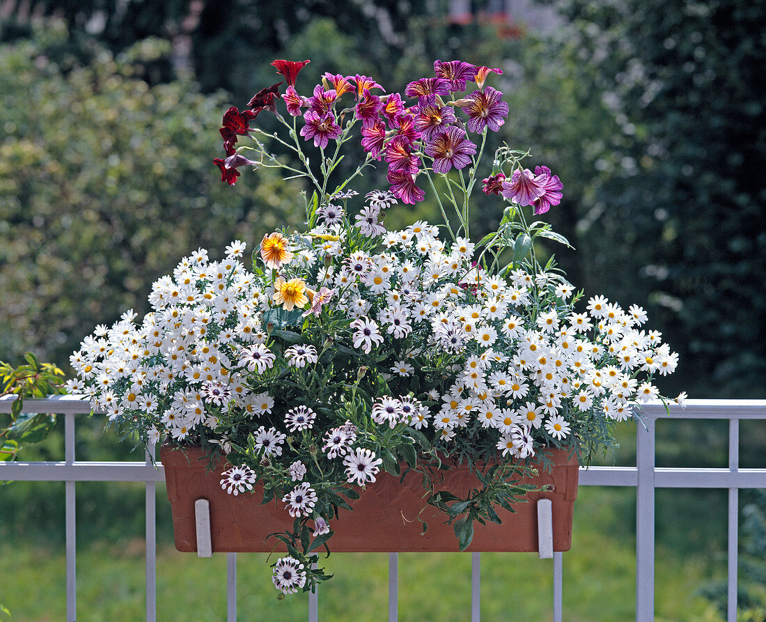 Chrysanthemum Frutescens, Salpiglossis, Dimorphoteca