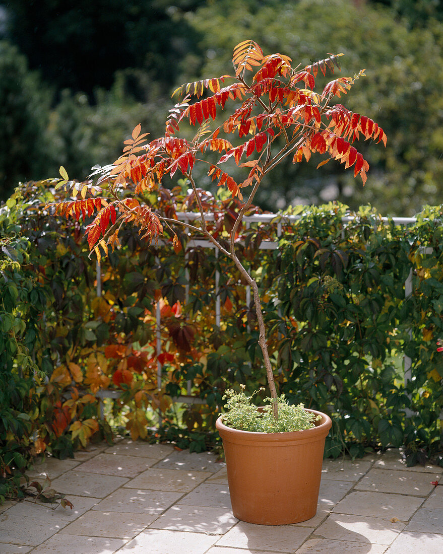 Rhus typhina (Essigbaum, Herbstfärbung