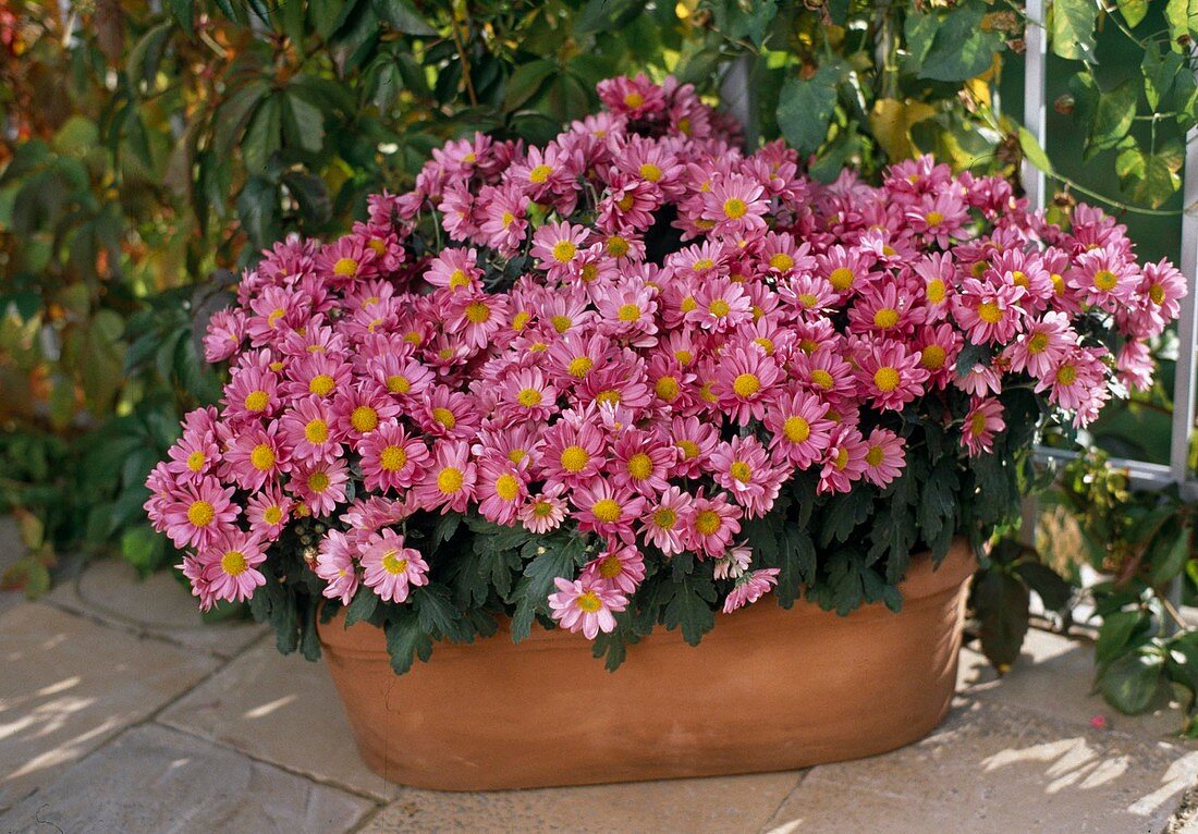 Chrysanthemum indicum