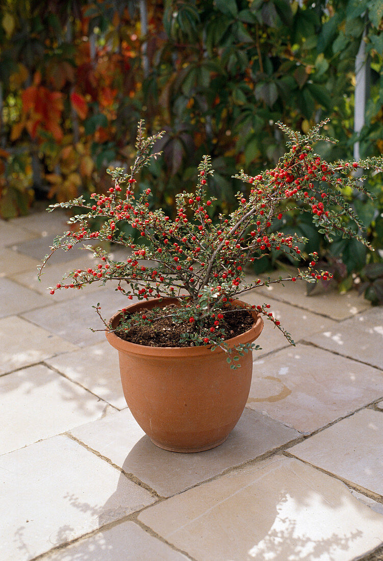 Cotoneaster horizontalis (Fächermispel) auf Terrasse