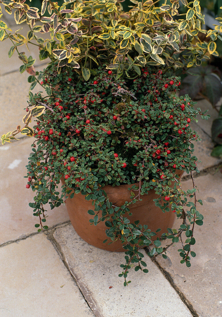 Cotoneaster congestus