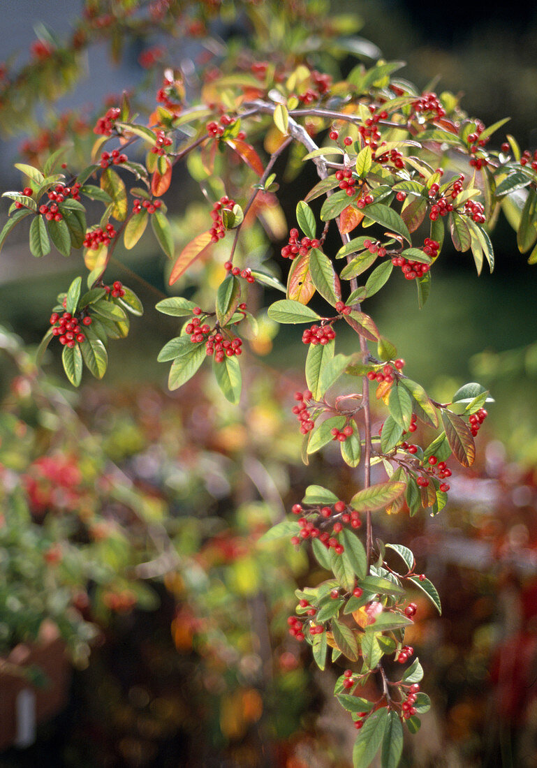 Cotoneaster x watereri 'Pendulus'