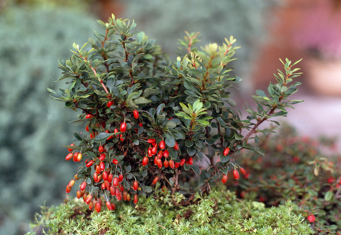 Berberis candidula (evergreen dwarf barberry) macro