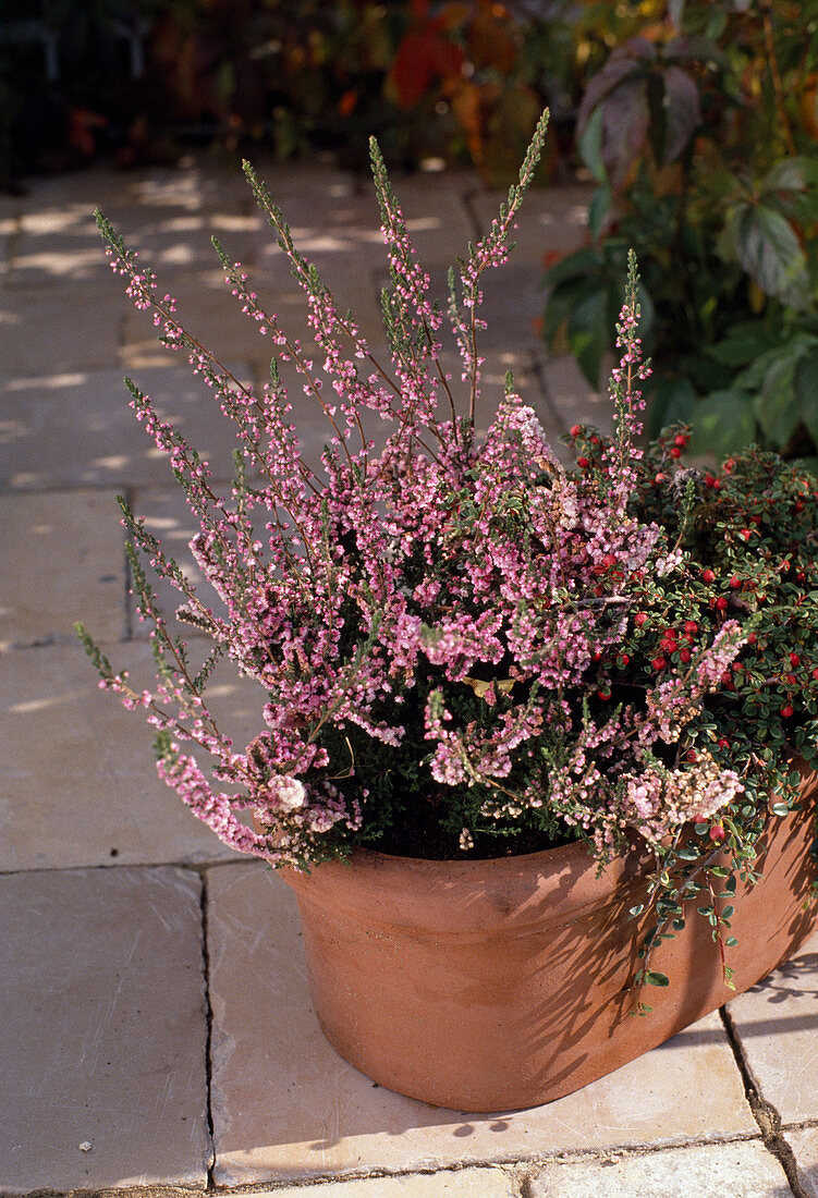 Calluna vulgaris on terrace