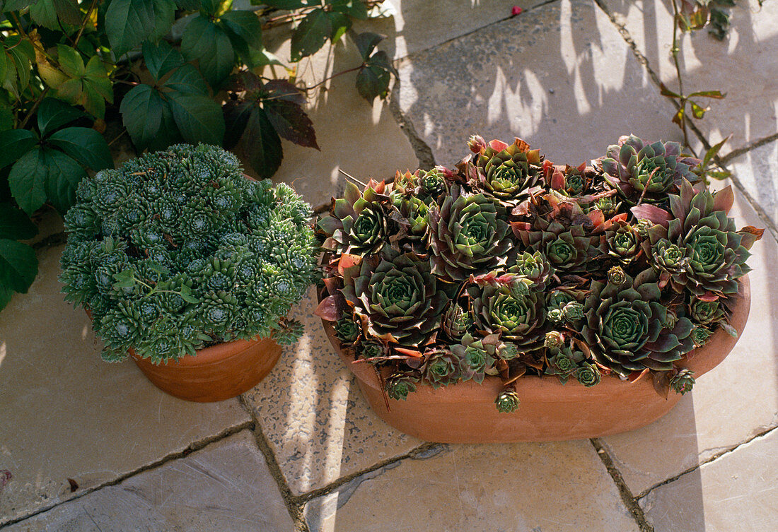 Sempervivum Hybride auf Terrasse