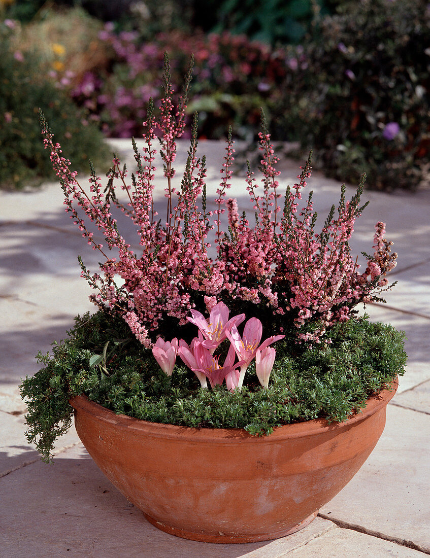 Colchicum autumnale, Calluna vulgaris, bowl