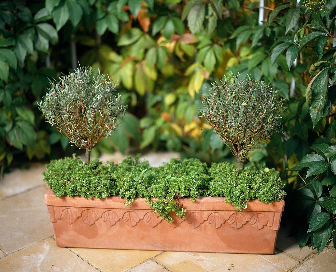 Salix purpurea 'Nana' (globe willow), Saxifraga