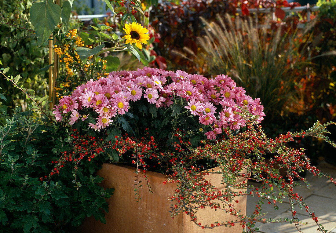 Herbstchrysantheme und Cotoneaster in Terrakottakasten