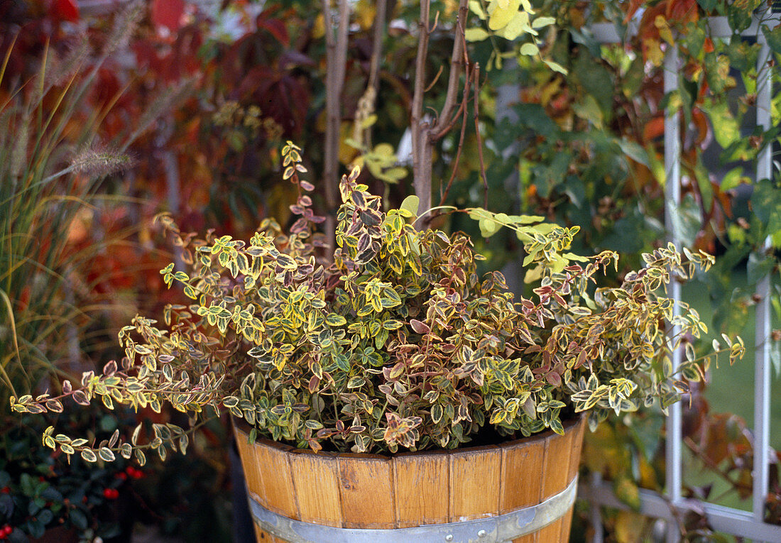 Euonymus 'Emerald' n'Gold' (Spindelstrauch)