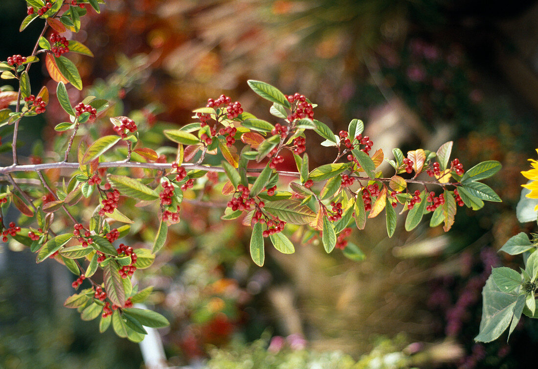 Cotoneaster x watereri 'Pendulus'