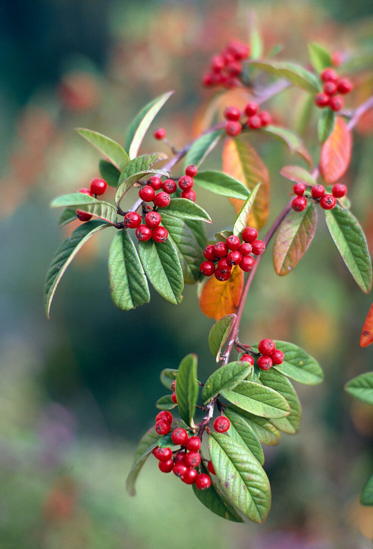 Cotoneaster x Watereri 'Pendulus' Macro'