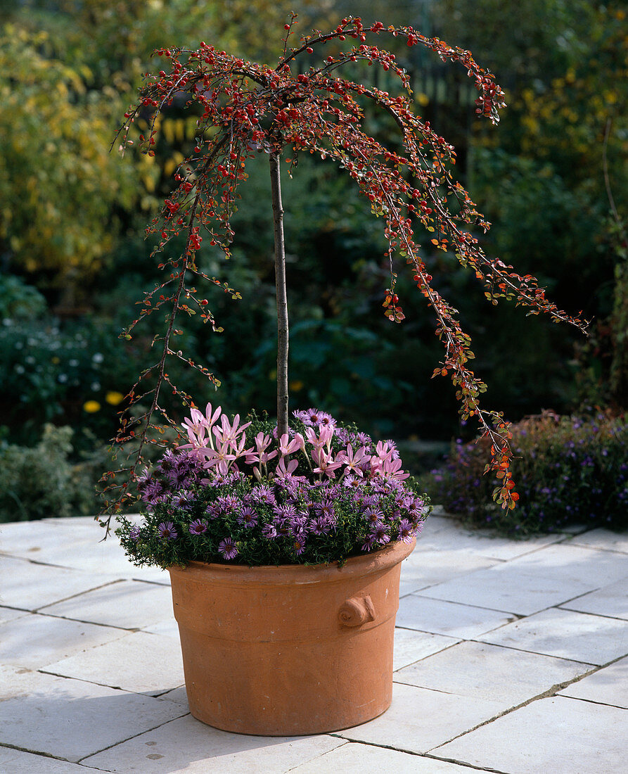 Cotoneaster stem with Aster dumosus