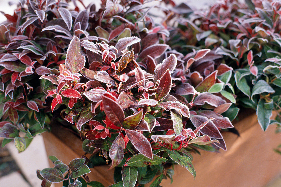 Leucothoe Axillaris 'Scarletta'