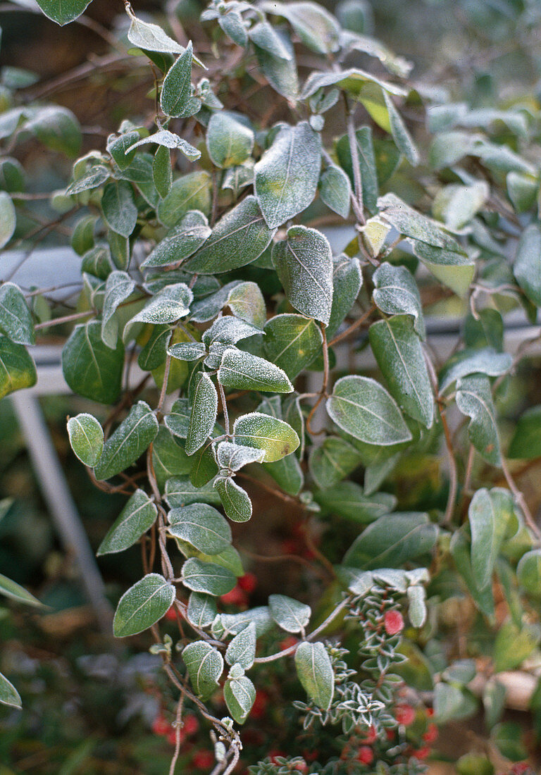 Lonicera in hoarfrost