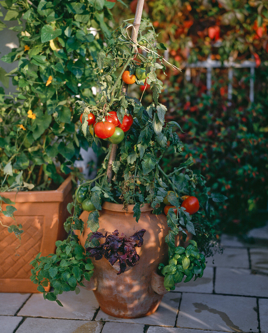 Pocket amphora with tomatoes