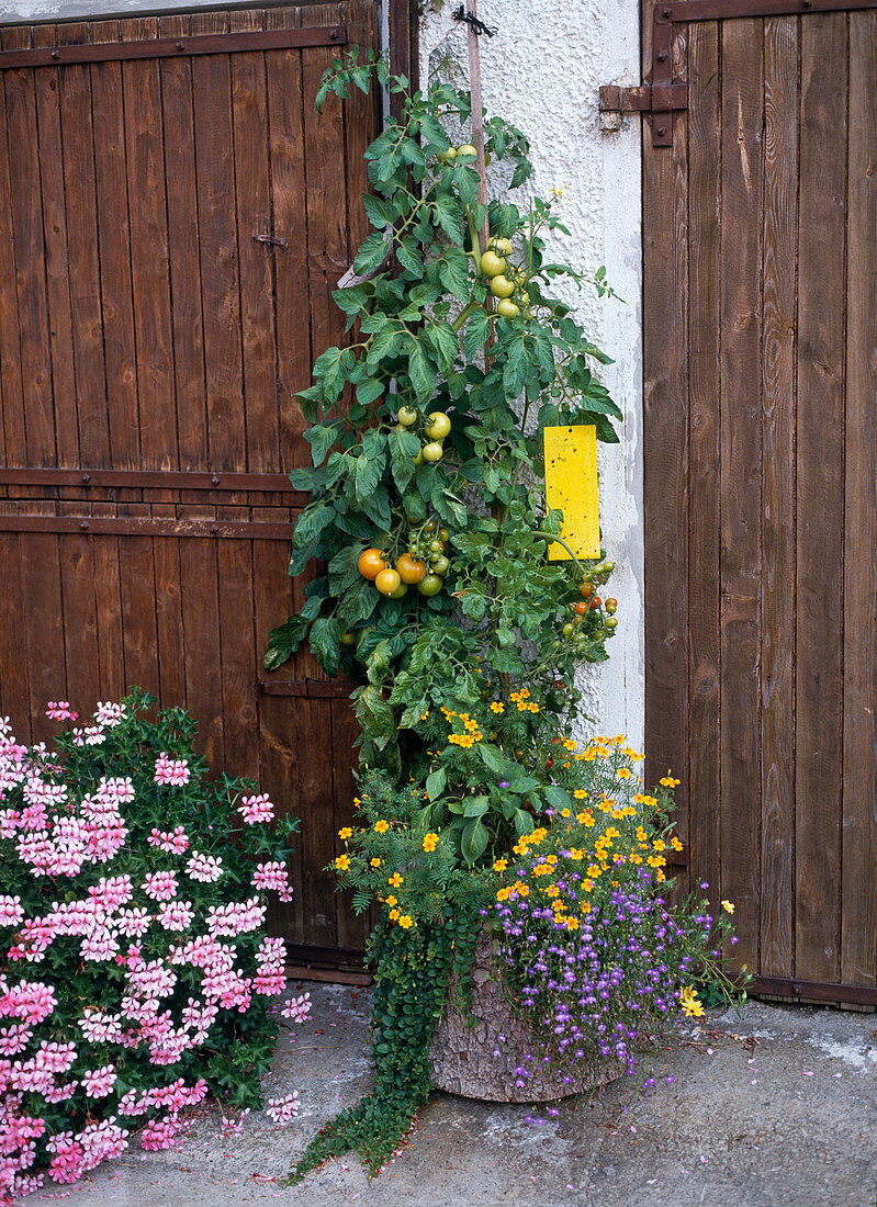 Tomaten (Lycopersicon) mit Tagetes tenuifolia (Gewürz-Tagetes)