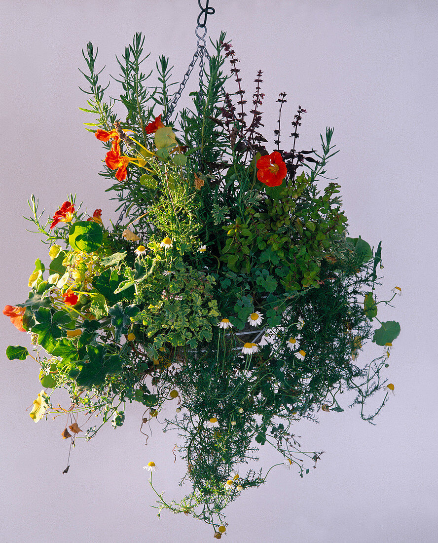 Hanging basket with Tropaeolum