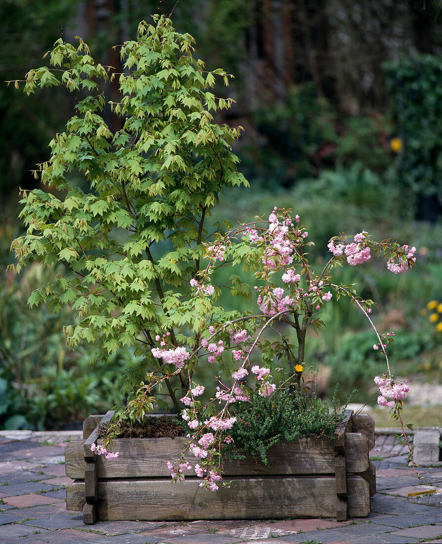 Acer palmatum, Prunus serrulata