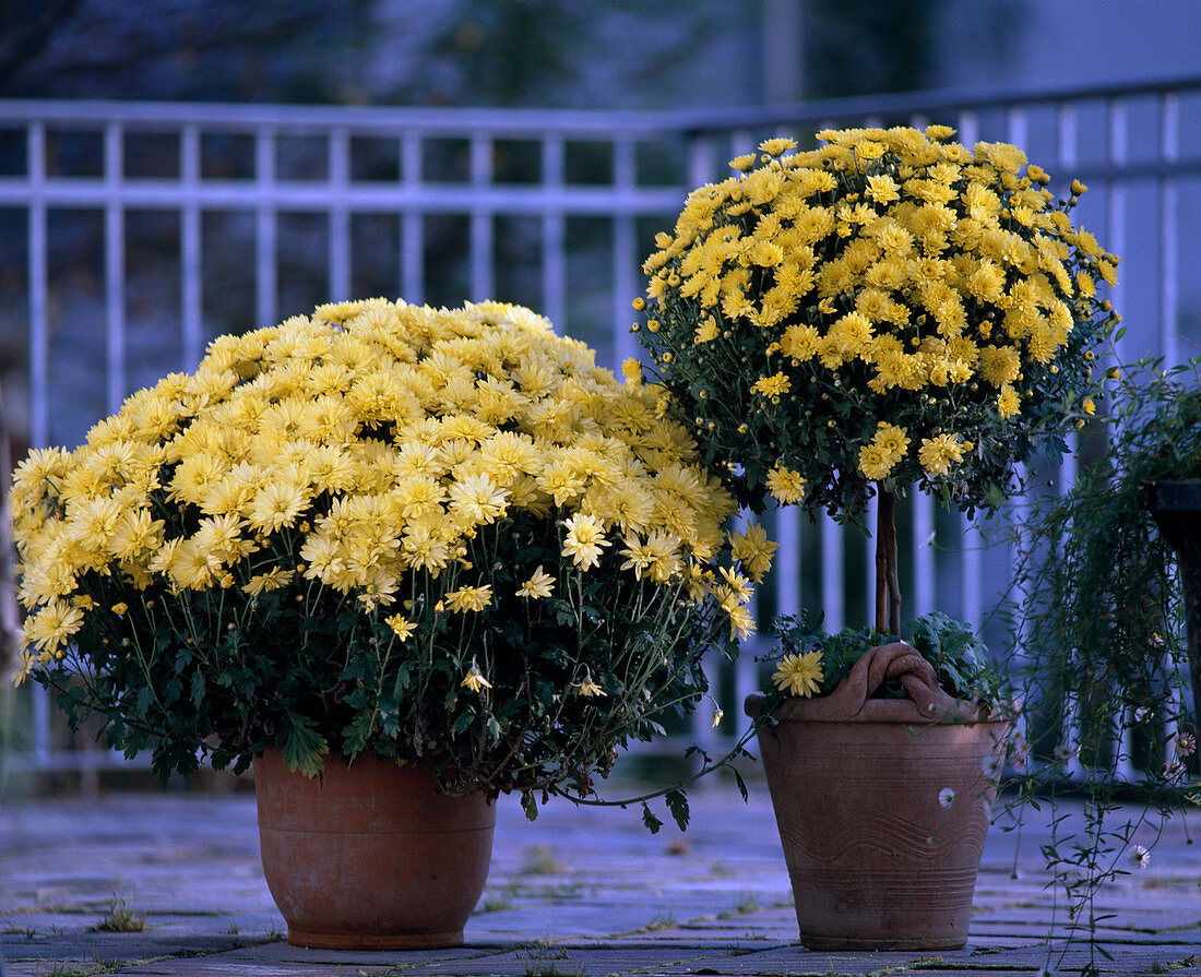 Chrysanthemum-Indicum-Hybr., Busch und Stämmchen