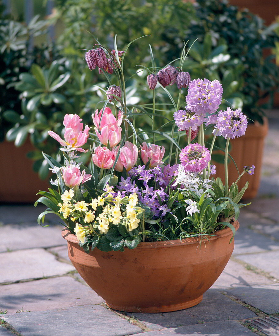 Fritillaria, Primula, Tulipa