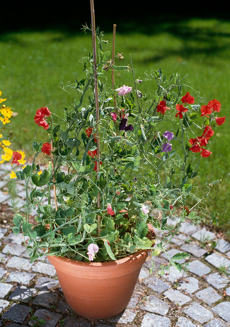 Lathyrus odoratus