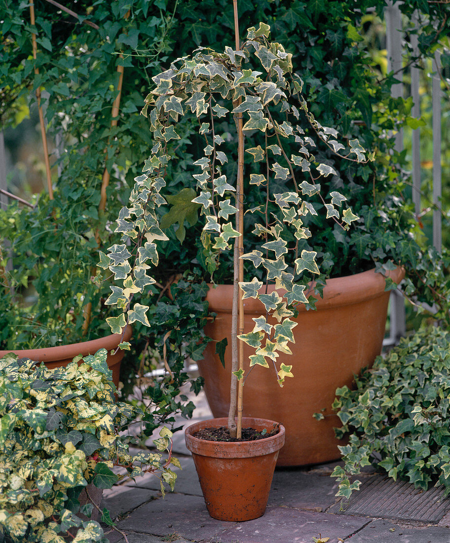 Hedera helix on the balcony