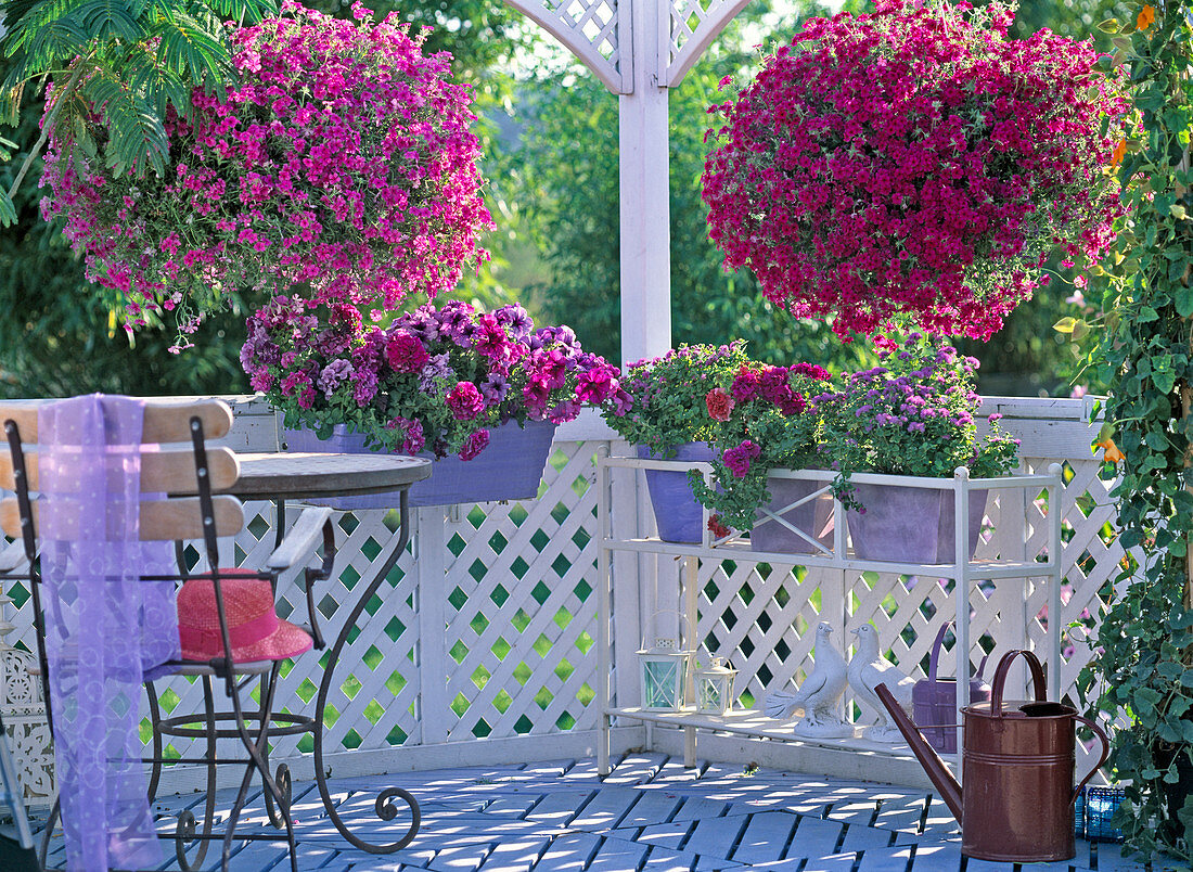 Phlox Intensia 'Lavender Glow' (Left) 'Neon Pink' (Right)